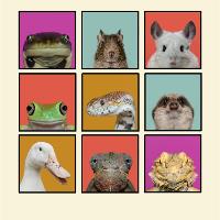 Natural Selection. Animal 